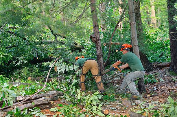 Best Fruit Tree Pruning  in USA